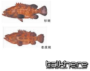 Up杉斑 down老虎斑