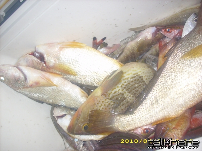 部份魚穫