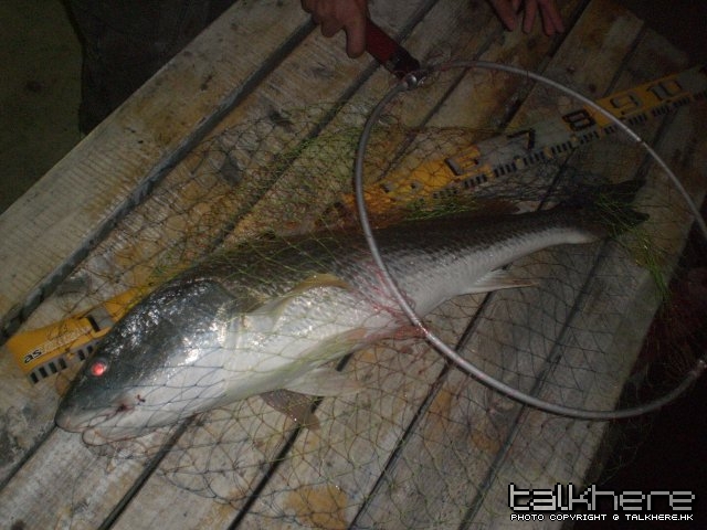 小弟中既80CM星星