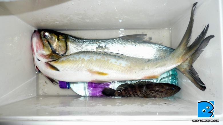三條魚