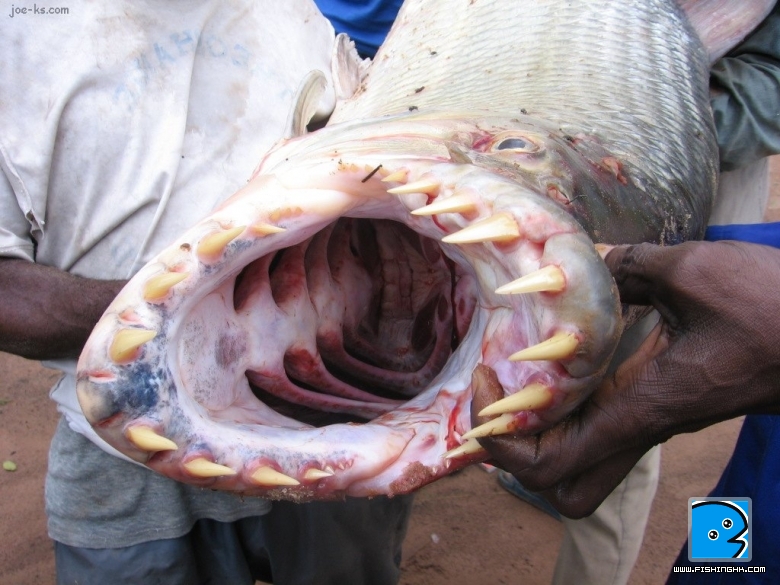 PiranhaOnSteroids3.jpg