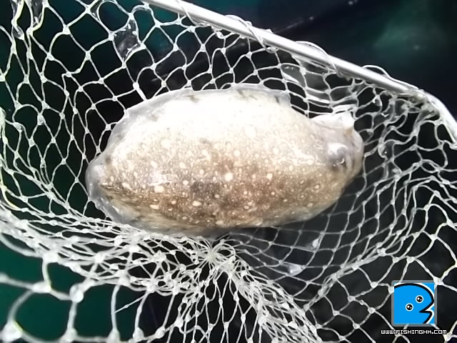 墨魚
