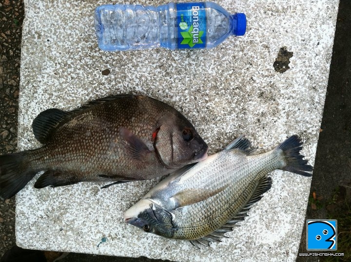 大魚獎,噴水細鱗,大黑沙