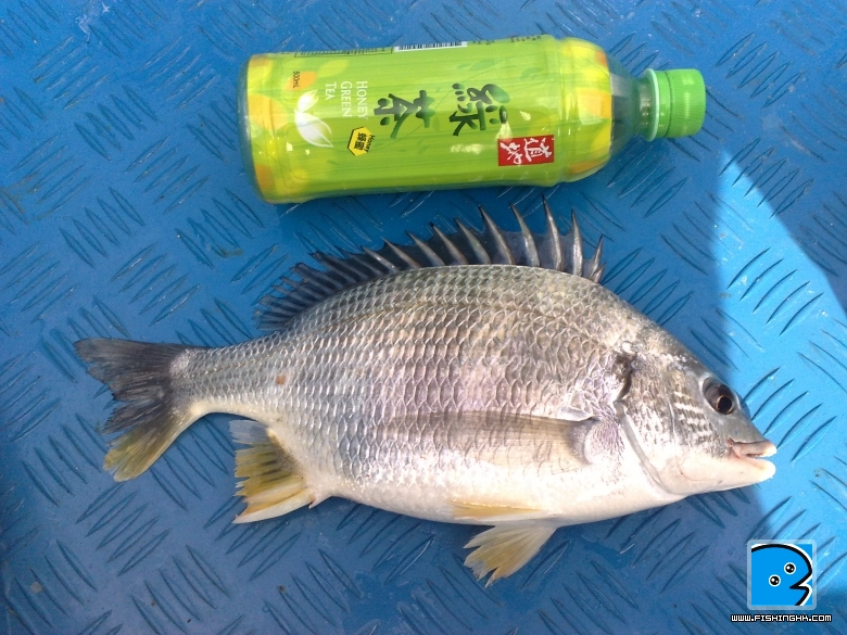 32cm黃腳立,好肥