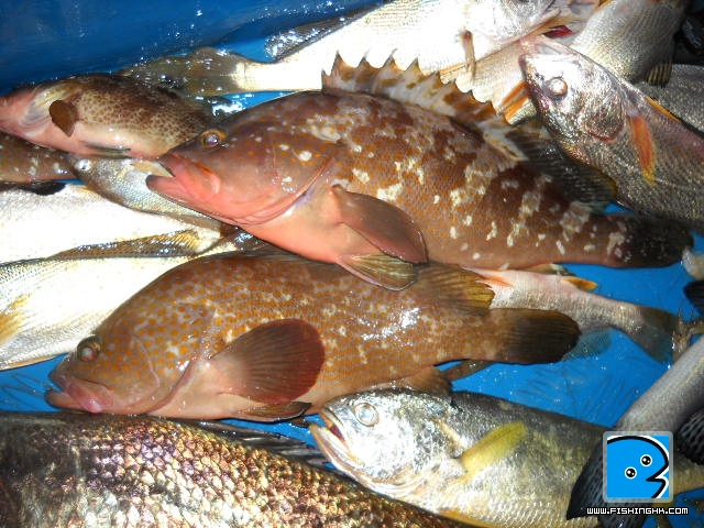 20101123_97528b4e1a50999138657vlcAGgSHFQK.jpg