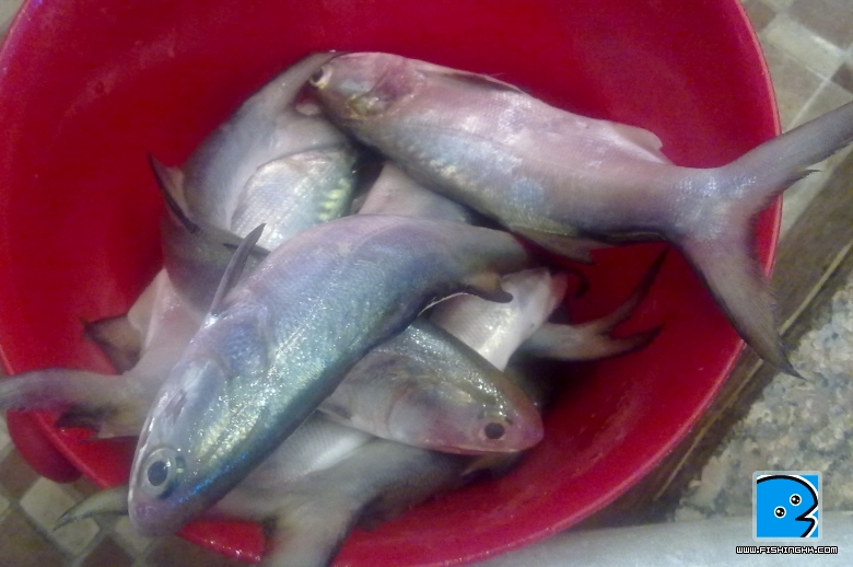 幾條魚 010.jpg