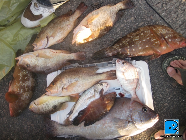 大魚