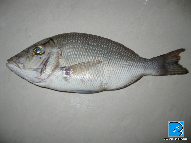 fish 001.jpg