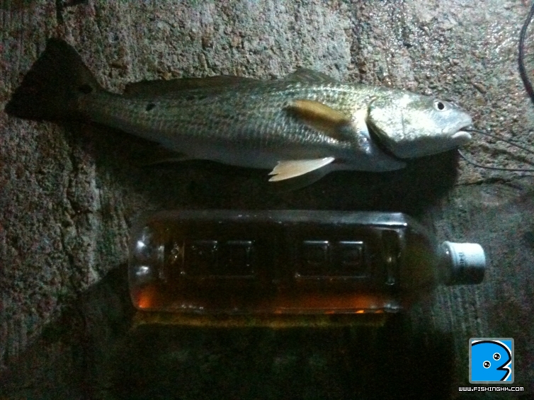 大支裝...支野飲...魚就童裝...