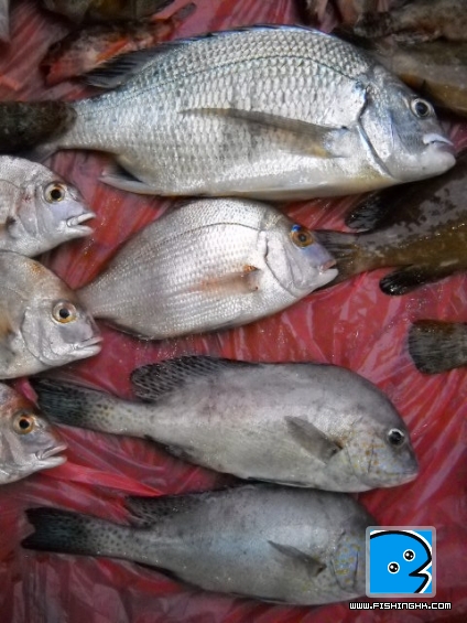 20110419_1a248cd1a11f2d4b10ccT9CtZ0RmOeml.jpg