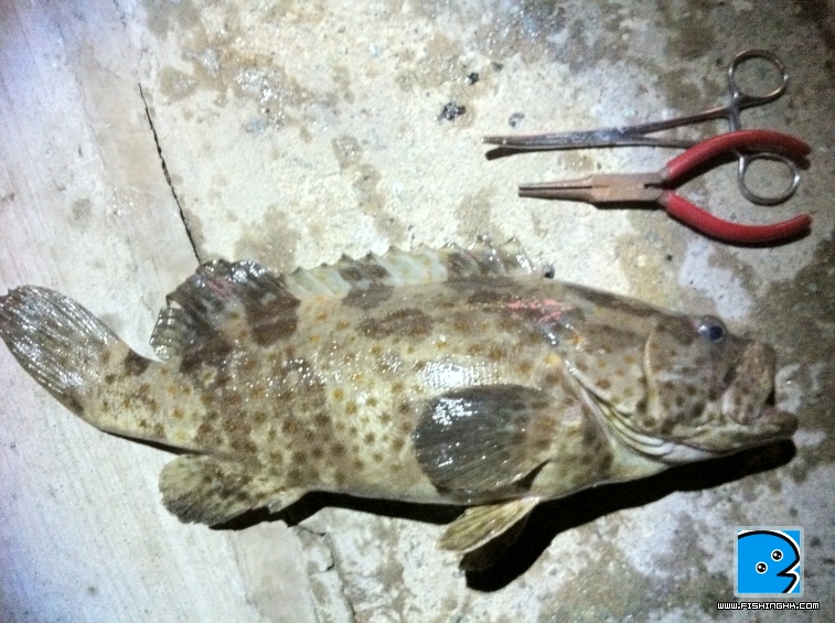 照片fish.JPG