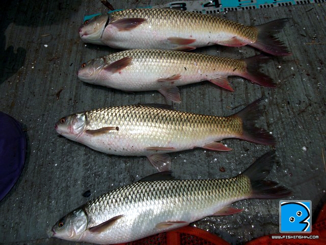 DSCF4953.jpg