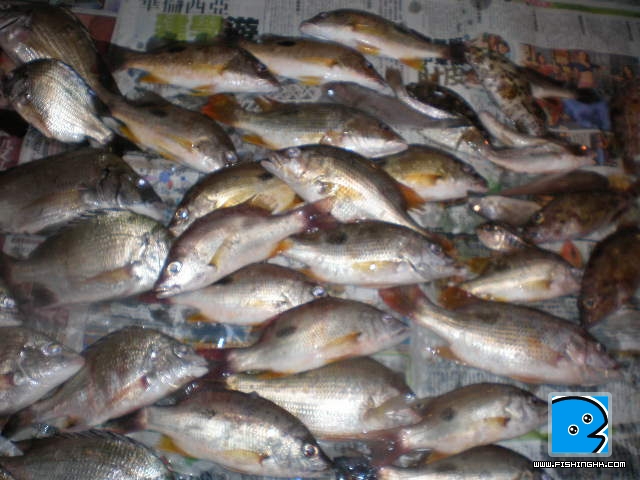 26一6一11夜水 017.JPG