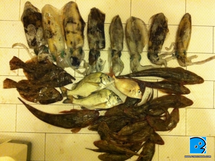 部份魚獲...食唔晒又派唔到咁多,費事拎